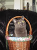 Merlin - The Cat from Basketville